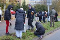 Akcja sadzenia drzew