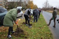 Akcja sadzenia drzew