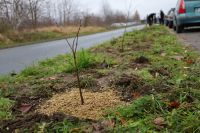 Akcja sadzenia drzew