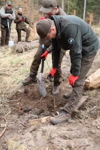 Sadzenie lasu Adamowo