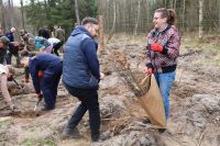 Sadzenie lasu Adamowo