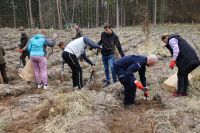 Sadzenie lasu Adamowo