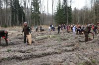 Sadzenie lasu Adamowo