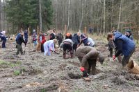 Sadzenie lasu Adamowo