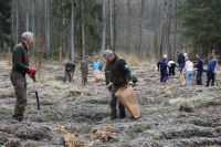 Sadzenie lasu Adamowo