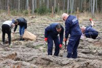 Sadzenie lasu Adamowo