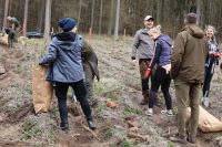 Sadzenie lasu Adamowo