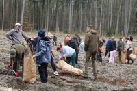 Sadzenie lasu Adamowo