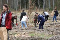 Sadzenie lasu Adamowo