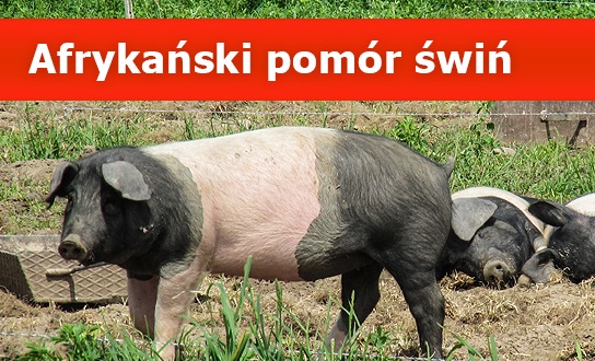 Informacja Wojewody Kujawsko– Pomorskiego w sprawie afrykańskiego pomoru świń