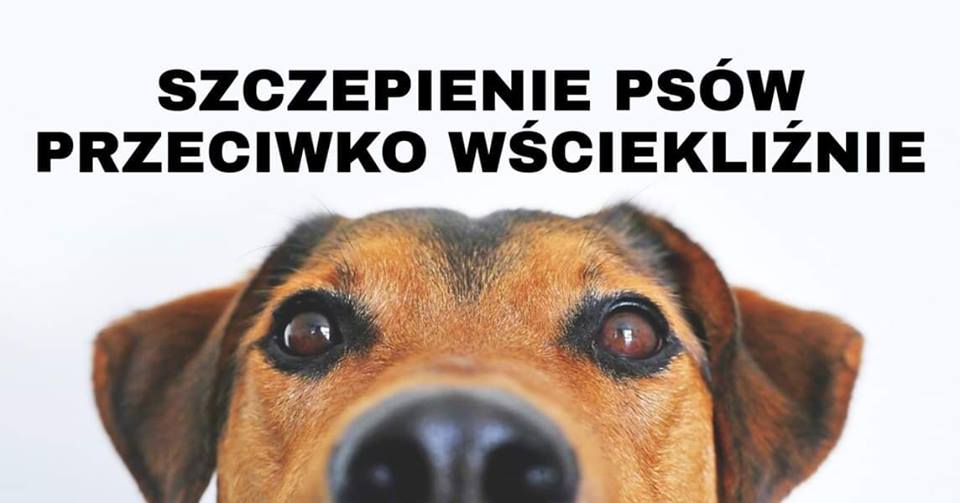 Obowiązkowe ochronne szczepienie psów przeciwko wściekliźnie