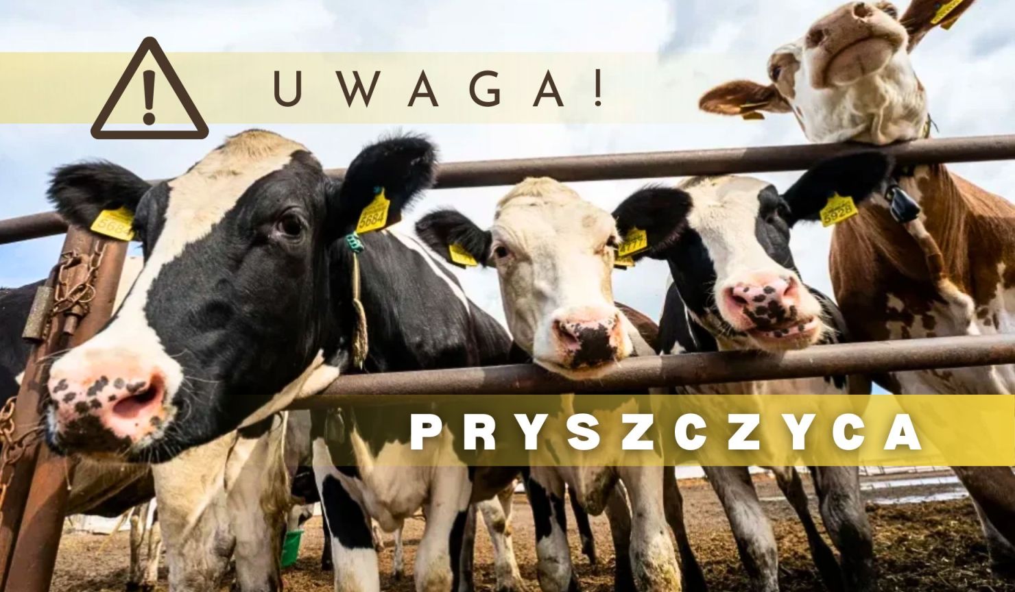 Informacja Powiatowego Lekarza Weterynarii - Pryszczyca