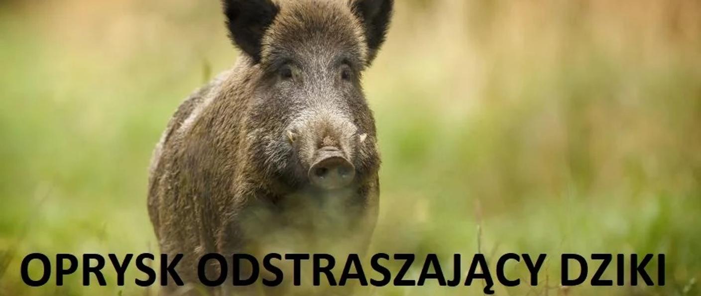 Uwaga kolejny oprysk odstraszający dziki